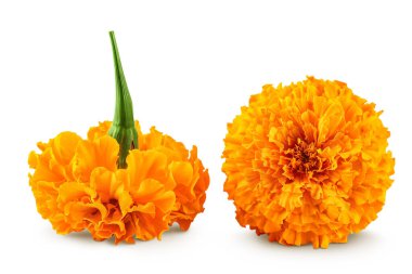 Taze kadife çiçeği ya da tagetes erekta çiçeği beyaz arka planda tam derinlikte izole edilmiş.