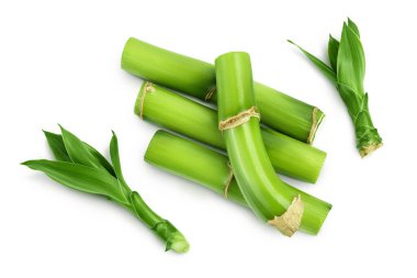 Beyaz arka planda yaprakları olan yeşil bambu. Üst Manzara. Düz yatıyordu.