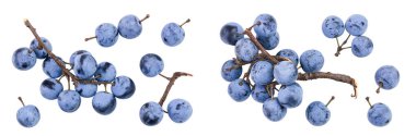 Fresh blackthorn berries with twig, prunus spinosa isolated on white background. Top view. Flat lay. clipart