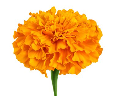 Taze kadife çiçeği ya da tagetes erekta çiçeği beyaz arka planda tam derinlikte izole edilmiş.