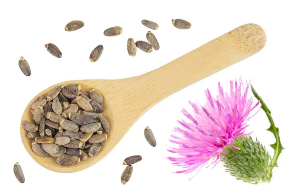 stock image Seeds and flower of a milk thistle or Silybum marianum, Scotch Thistle, Marian thistle in wooden spoon isolated on white background. Top view. Flat lay.