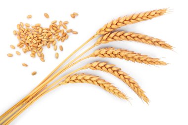 Beyaz arka planda izole edilmiş buğday başakları. Üst görünüm.