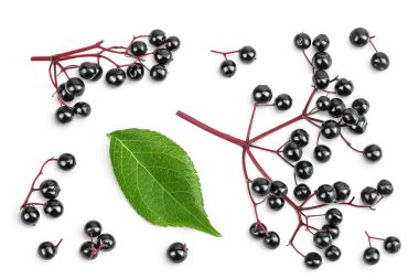 Olgun siyah mürver ya da yaşlı, beyaz bir arka planda izole. Sambucus. Üst Manzara. Düz yatıyordu.