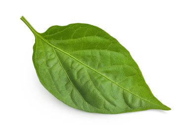 Beyaz arkaplanda izole edilmiş tatlı biber yaprağı..