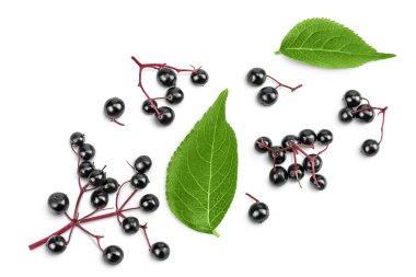 Olgun siyah mürver ya da yaşlı, beyaz bir arka planda izole. Sambucus. Üst Manzara. Düz yatıyordu.