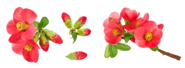 Chaenomeles speciosa ya da Japon ayva çiçeği beyaz arka planda izole.