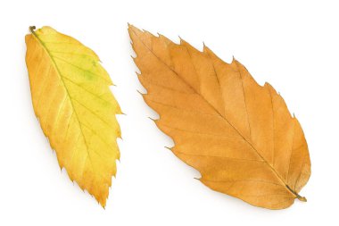 Leaves of sweet chestnut tree isolated on white background. Top view. Flat lay. clipart