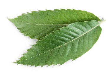 Leaves of sweet chestnut tree isolated on white background. Top view. Flat lay. clipart