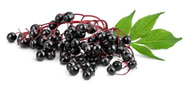 Olgun siyah mürver ya da beyaz arka planda yeşil yapraklı yaşlı. Sambucus,