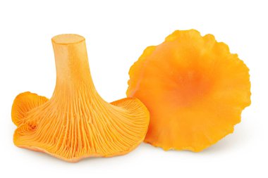 Beyaz arka planda izole edilmiş Chanterelle mantarı..