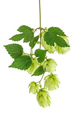 Sıçrama konileri beyaz arkaplanda izole edilmiş. Bira demleme malzemeleri..