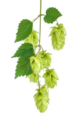 Sıçrama konileri beyaz arkaplanda izole edilmiş. Bira demleme malzemeleri..