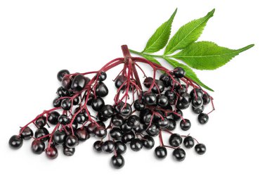 Olgun siyah mürver ya da yaşlı, beyaz bir arka planda izole. Sambucus. Üst Manzara. Düz yatıyordu.