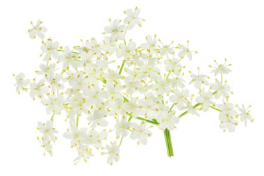 Mürver çiçeği ya da Sambucus zencisi beyaz arka planda izole edilmiş