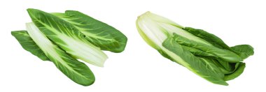 Organik taze pazı bitkisi beyaz arka planda izole edilmiş, geniş bir alana yayılmış..