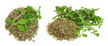 Oregano ya da Marjoram beyaz arka planda taze ve kuru bırakırlar. Üst Manzara. Düz yatıyordu.
