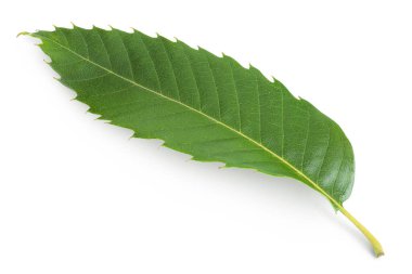 Leaves of sweet chestnut tree isolated on white background. Top view. Flat lay. clipart