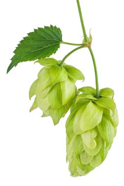 Sıçrama konileri beyaz arkaplanda izole edilmiş. Bira demleme malzemeleri..