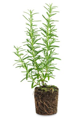 Toprakta yetişen biberiye bitkisi beyaz arka planda izole edilmiş. Aromatik bitki,