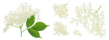 Mürver çiçeği ya da Sambucus zencisi beyaz arka planda izole edilmiş