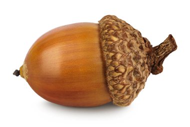 Kahverengi meşe palamudu fındığı beyaz arka planda izole edilmiş..