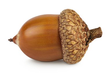 Kahverengi meşe palamudu fındığı beyaz arka planda izole edilmiş..