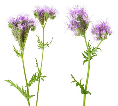 Phacelia çiçeği beyaz arka planda tam derinlikte izole edilmiş.,
