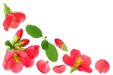 Chaenomeles speciosa or japanese quince flower isolated on white background. Top view with copy space for your text. Flat lay clipart