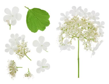 Beyaz arka planda izole edilmiş Viburnum çiçeği. Üst Manzara. Düz yatıyordu