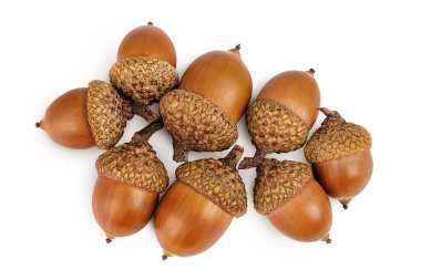 Kahverengi meşe palamudu fındığı beyaz arka planda izole edilmiş. Üst Manzara. Düz yatıyordu.