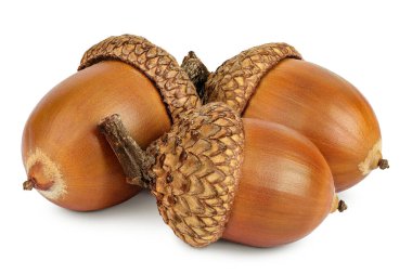 Kahverengi meşe palamudu fındığı beyaz arka planda izole edilmiş..