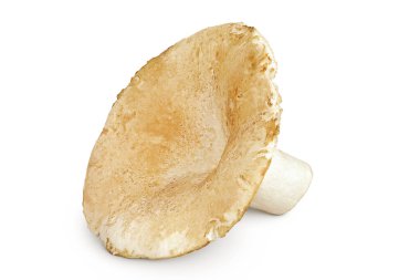 Beyaz arka planda izole edilmiş taze süt kapağı mantarı..