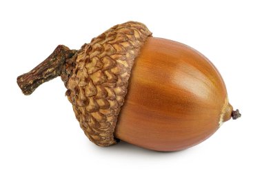 Brown acorn oak nut isolated on white background. clipart