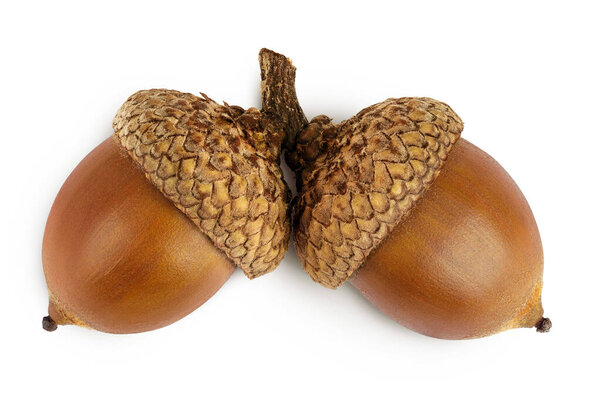 Brown acorn oak nut isolated on white background. Top view. Flat lay.