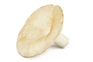 Beyaz arka planda izole edilmiş taze süt kapağı mantarı..