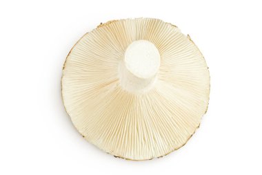 Beyaz arka planda izole edilmiş taze süt kapağı mantarı. Üst Manzara. Düz yatıyordu.