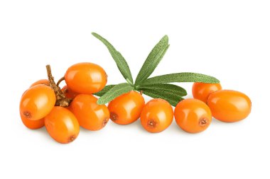 Deniz topalak. Beyaz arka plan makro'izole yaprakları ile taze olgun berry.