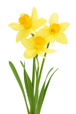 Nergis çiçeği ya da narsisus beyaz arka planda tam derinlikte izole edilmiş..