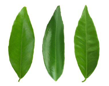 Citrus yaprakları beyaz arkaplanda yalıtılmış,