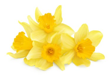 Nergis çiçeği ya da narsisus beyaz arka planda tam derinlikte izole edilmiş..