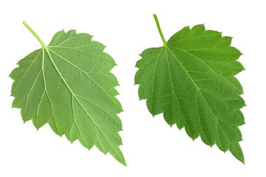 Sıçrama konisi beyaz arka planda yalnız kalır. Bira demleme malzemeleri..