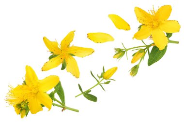 Aziz John Wort ya da Hypericum çiçekleri beyaz arka planda izole edilmiş. Üst Manzara. Düz yatıyordu.