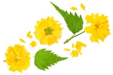 Kerria japonica 'nın sarı çiçeği beyaz arka planda izole edilmiş. Üst Manzara. Düz yatıyordu.