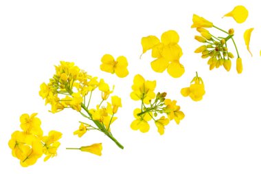 Beyaz arka planda izole edilmiş kolza çiçeği, Üst Manzara. Düz yatıyordu,