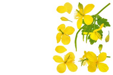 Beyaz arka planda izole edilmiş Celandine çiçeği. Metnin için kopyalama alanı olan üst görünüm. Düz yatıyordu.