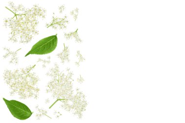 Mürver çiçeği ya da Sambucus nigra metnin için kopyalama alanı olan beyaz bir arkaplanda izole edilmiş. Üst Manzara. Düz yatıyordu