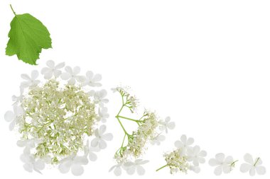 Beyaz arka planda izole edilmiş Viburnum çiçeği. Metnin için kopyalama alanı olan üst görünüm. Düz yatıyordu