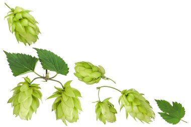 Beyaz arka planda izole edilmiş zıplama konileri. Bira demleme malzemeleri. Metnin için kopyalama alanı olan üst görünüm. Düz yatıyordu.