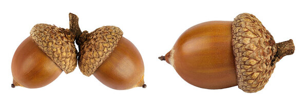 Brown acorn oak nut isolated on white background. Top view. Flat lay.