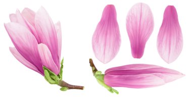 Pembe manolya çiçeği beyaz arka planda izole edilmiş, geniş bir alana yayılmış. Üst Manzara. Düz yatıyordu,